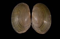 藏品(青蚌)的圖片